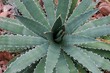Natur