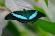 Schmetterling