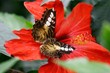 Schmetterling