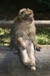 Affe