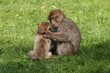 Affe
