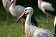 Storch