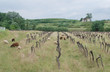 Photo: Derelict Grape Vines with Sheep Derelict Grape Vines with Sheep