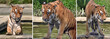 tigre al bagno