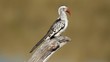 Red-billed hornbill preening, South Africa