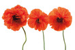 Three red poppies Three red poppies