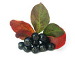 black chokeberry (aronia) in autumn