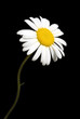 Single daisy flower isolated on black background