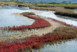 Brackish marsh landscape Brackish marsh landscape
