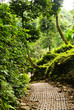 Road in the park