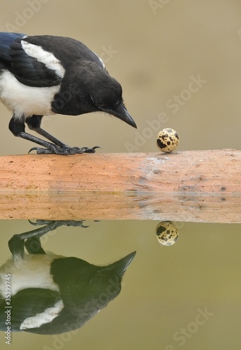 Foto: Urraca observando un huevo. Urraca observando un huevo.