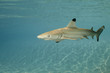 Blacktip reef shark carcharhinus melanopterus 01