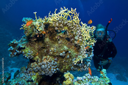 Photo: DIVER AND CORAL DIVER AND CORAL