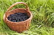 Panier de mûres dans l'herbe