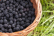 Panier de mûres dans l'herbe Panier de mûres dans l'herbe