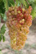 Grappes de raisins Grappes de raisins