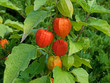 Lampionblume - Physalis alkekengi