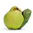 quince fruit