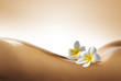 Foto: Beauté de Femme et Monoï Beauté de Femme et Monoï