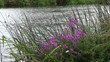 Reeds and flowers growing in a river close to a bank.
