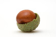 Conker in Acorn Shell