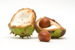 Acorns isolated on white background