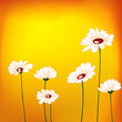 Vector: Dasie flower in the field Dasie flower in the field