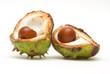 Acorns isolated on white background