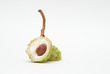 Conker in open shell isolated on white background