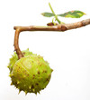 Conkers isolated on white background