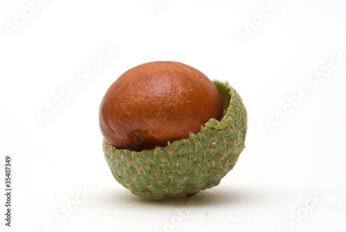 Photo: Conker in Acorn Shell Conker in Acorn Shell
