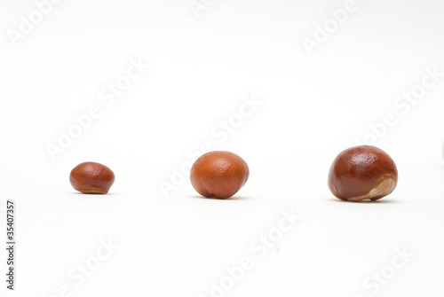 Photo: Conkers isolated on white background Conkers isolated on white background