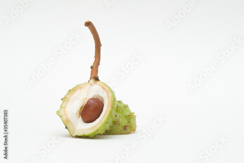 Photo: Conker in open shell isolated on white background Conker in open shell isolated on white background