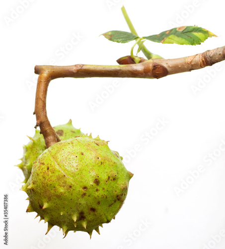 Photo: Conkers isolated on white background Conkers isolated on white background