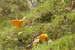 Golden chanterelle (Cantharellus cibarius) in forest Golden chanterelle (Cantharellus cibarius) in forest