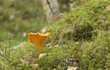 Golden chanterelle (Cantharellus cibarius) in forest Golden chanterelle (Cantharellus cibarius) in forest