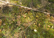 Funnel Chanterelle (Cantharellus tubaeformis) Funnel Chanterelle (Cantharellus tubaeformis)