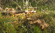 Funnel Chanterelle (Cantharellus tubaeformis) Funnel Chanterelle (Cantharellus tubaeformis)
