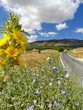 Route de campagne Route de campagne