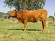 australian brown cow with gum trees