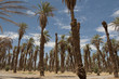 oasis in death valley