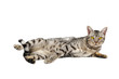 Ocicat male on a white background. Studio shot. Ocicat male on a white background. Studio shot.