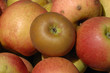pomme reinette grise du canada