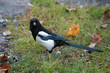 Foto: Young magpie in the autumn overcast day Young magpie in the autumn overcast day