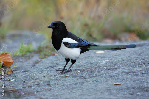 Foto: Young magpie in the autumn overcast day Young magpie in the autumn overcast day