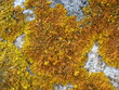 Lichen