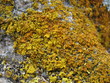 lichen 02