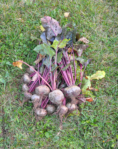 Photo: Beet fruits on a grass Beet fruits on a grass