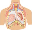Human Organs