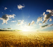 field of barley and sunset field of barley and sunset